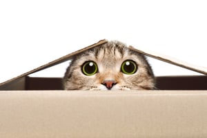 Cat hiding in box